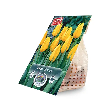 Tulipa Triumph Yokohama | Cappers 10 x 20 - image 2