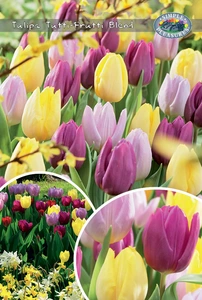 Tulipa Tutti Frutti Blend | Bags 15 x 25