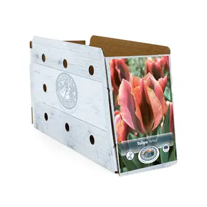 Tulipa viridiflora Artist | Cappers 5 x 20 - image 2