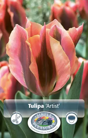 Tulipa viridiflora Artist | Cappers 5 x 20 - image 1