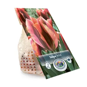 Tulipa viridiflora Artist | Cappers 5 x 20 - image 3