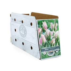 Tulipa viridiflora China Town | Cappers 5 x 20 - image 2