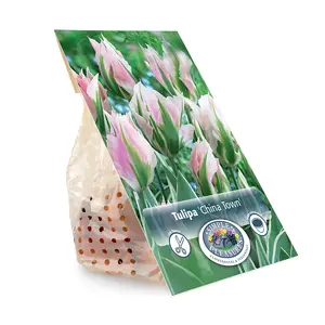 Tulipa viridiflora China Town | Cappers 5 x 20 - image 3
