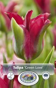 Tulipa viridiflora Green Love | 80 pce - image 3