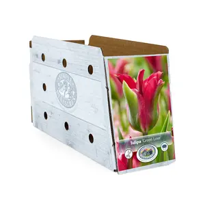 Tulipa viridiflora Green Love | Cappers 5 x 20 - image 2