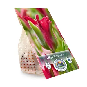 Tulipa viridiflora Green Love | Cappers 5 x 20 - image 3