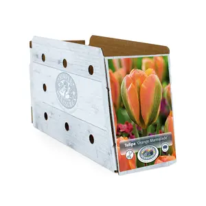 Tulipa viridiflora Orange Marmalade | Cappers 5 x 20 - image 2