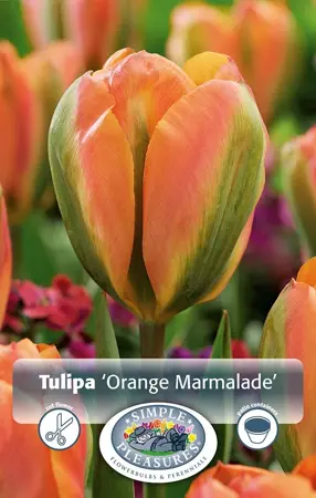 Tulipa viridiflora Orange Marmalade | Cappers 5 x 20 - image 1