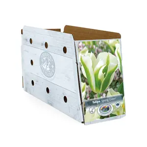 Tulipa viridiflora Spring Green | Capper 20 x 5 - image 2