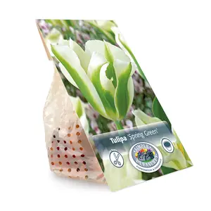 Tulipa viridiflora Spring Green | Capper 20 x 5 - image 3