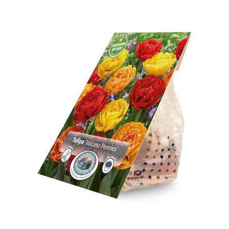 Tulipa Volcano Peonies | Capper 15 x 12 - image 2