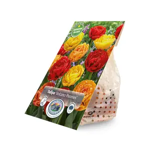 Tulipa Volcano Peonies | Capper 15 x 12 - image 2