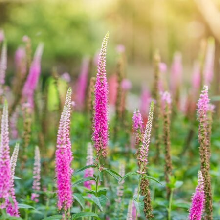 Эротикалық бақытты бірге