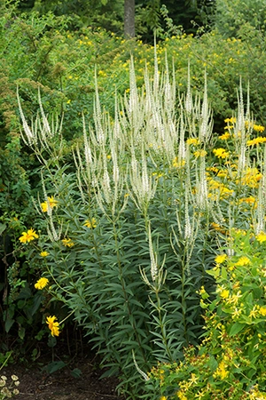 Veronicastrum Album | 250 pce