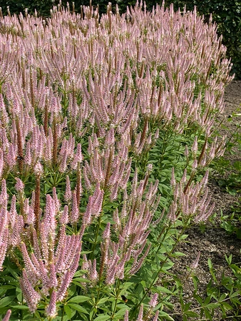 Veronicastrum Challenger | 25 pce