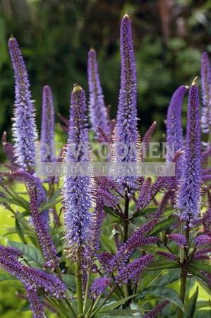 Veronicastrum Cupid | 25 pce