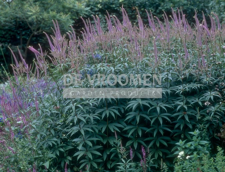 Veronicastrum Fascination | 25 pce